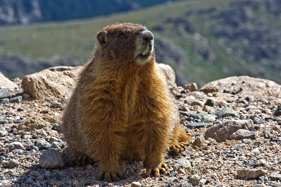 marmot